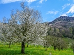 Walchwil-Arth-Goldau-11