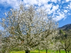 Walchwil-Arth-Goldau-13