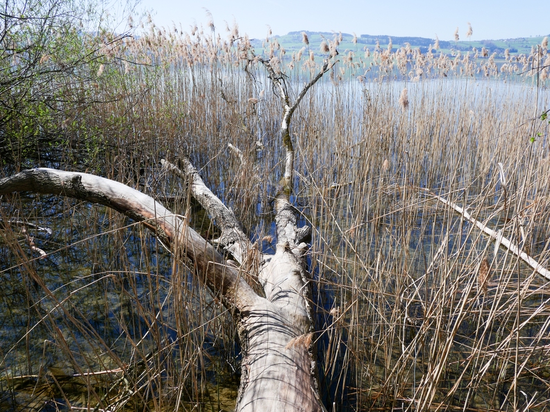 Tour du lac de Sempach-04.jpg