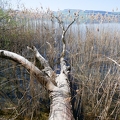 Tour du lac de Sempach-04