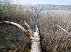 Tour du lac de Sempach-04
