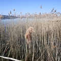 Tour du lac de Sempach-05