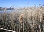 Tour du lac de Sempach-05