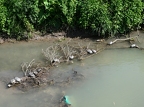 2026-05mai09-03 (282 visits) Une colonie de mini tortues ont établi leur camp sur le rivage... 2026-05mai09-03