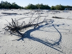 2026-05mai13-12 (532 visits) Toujours des bois morts que des tracteurs s'évertuent à regrouper en bordure de plage 2026-05mai13-12