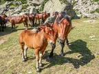 Pyrénées-31